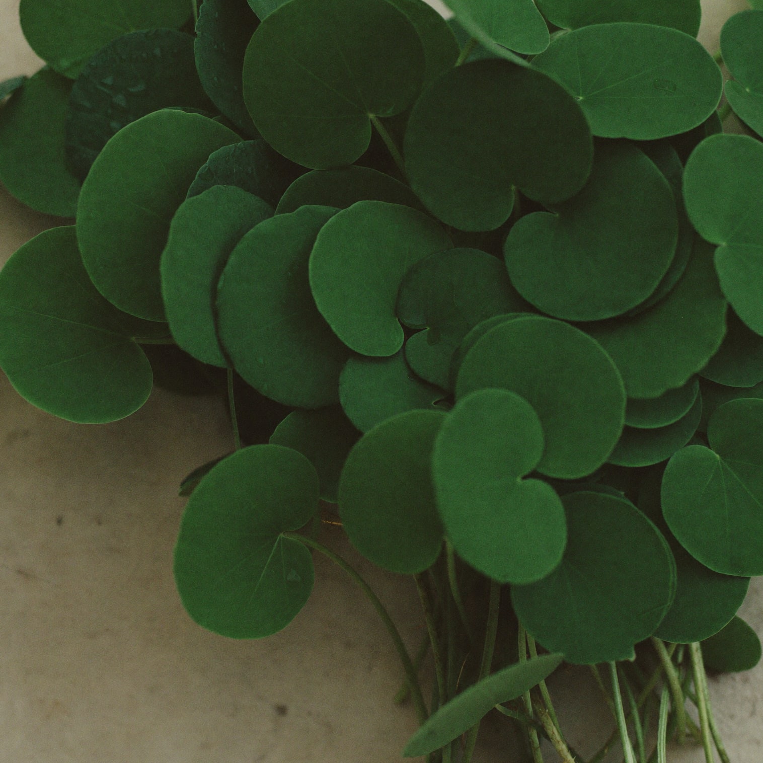 Macro detail of fresh centella asiatica leaves on limewashed plaster.