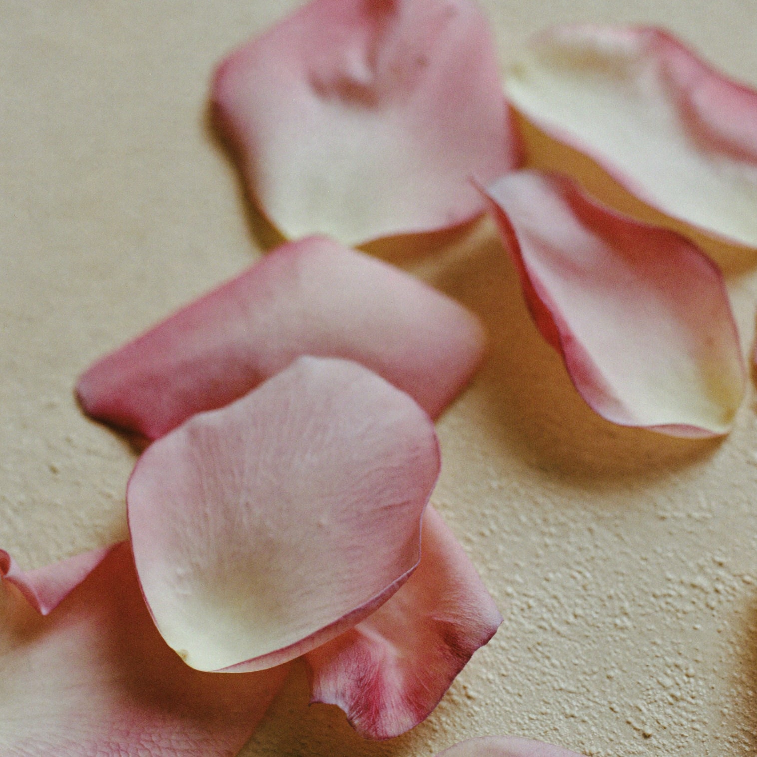 Macro detail of loose damask rose petals on warm plaster.